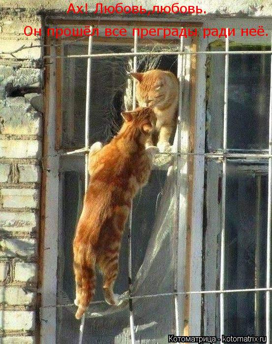 Ах! Любовь,любовь. Он прошёл все преграды ради неё.... Котоматрица: Ах! Любовь,любовь. Он прошёл все преграды ради неё.