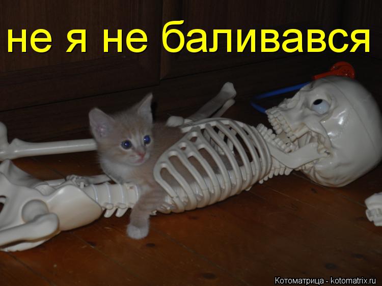 не я не баливався... Котоматрица: не я не баливався