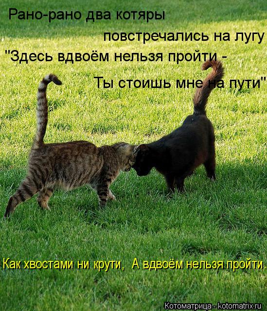 Рано-рано два котяры повстречались на лугу "Здесь вдвоём нельзя пройти - Ты стоишь мне на пути". Ка... Котоматрица: Рано-рано два котяры повстречались на лугу "Здесь вдвоём нельзя пройти - Ты стоишь мне на пути". Как хвостами ни крути, А вдвоём нельзя прой