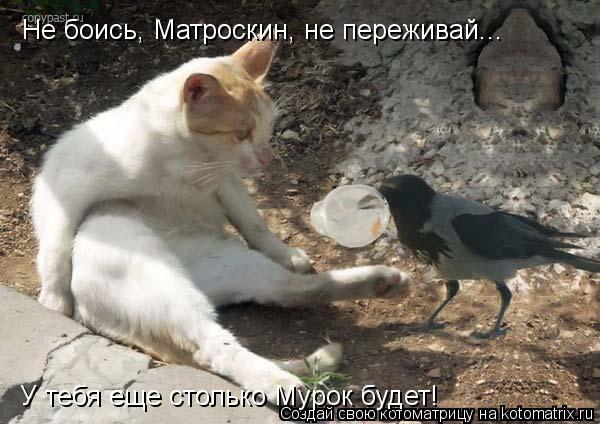 Не боись, Матроскин, не переживай... У тебя еще столько Мурок будет!... Котоматрица: Не боись, Матроскин, не переживай... У тебя еще столько Мурок будет!