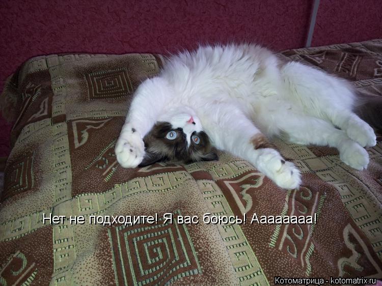 Нет не подходите! Я вас боюсь! Аааааааа!... Котоматрица: Нет не подходите! Я вас боюсь! Аааааааа!