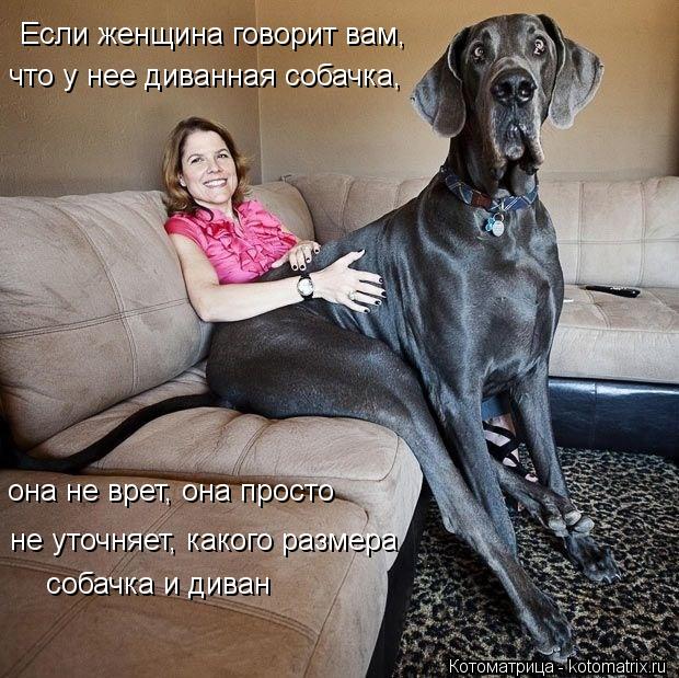 Если женщина говорит вам, что у нее диванная собачка, она не врет, она просто не уточняет, какого ра... Котоматрица: Если женщина говорит вам, что у нее диванная собачка, она не врет, она просто не уточняет, какого размера собачка и диван