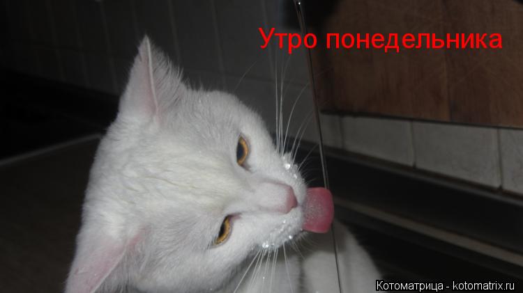Утро понедельника... Котоматрица: Утро понедельника