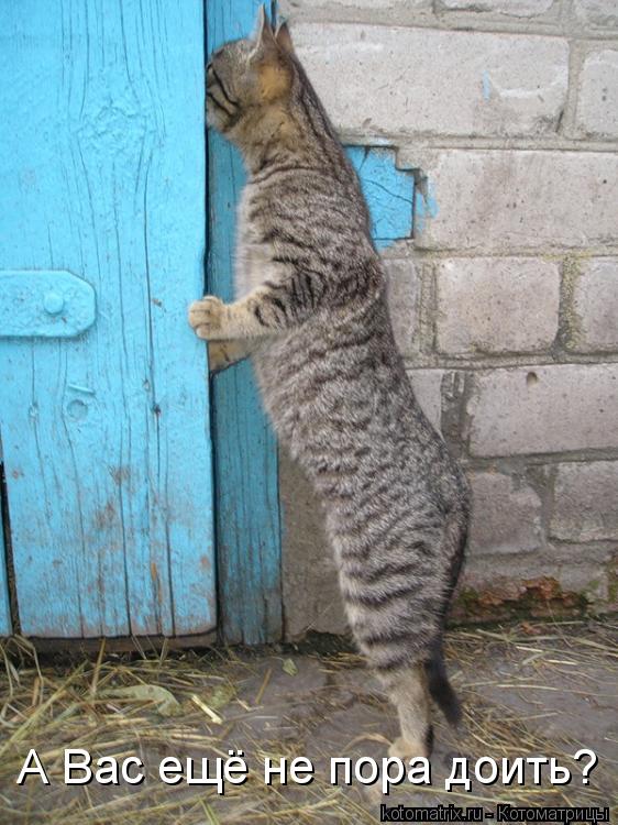 А Вас ещё не пора доить?... Котоматрица: А Вас ещё не пора доить?