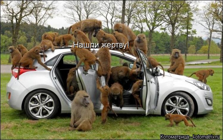 Нашли жертву!... Котоматрица: Нашли жертву!