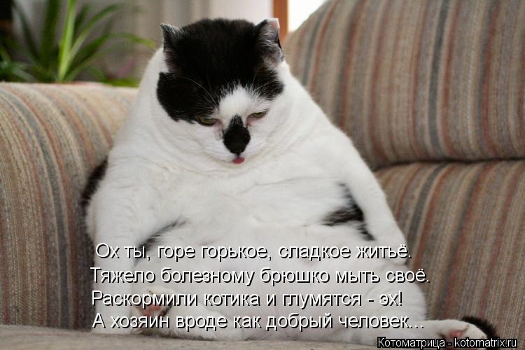 Ох ты, горе горькое, сладкое житьё. Тяжело болезному брюшко мыть своё. Раскормили котика и глумятся -... Котоматрица: Ох ты, горе горькое, сладкое житьё. Тяжело болезному брюшко мыть своё. Раскормили котика и глумятся - эх! А хозяин вроде как добрый человек...