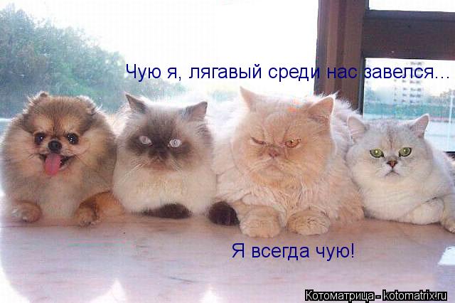 Чую я, лягавый среди нас завелся... Я всегда чую!... Котоматрица: Чую я, лягавый среди нас завелся... Я всегда чую!