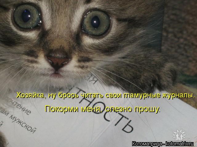 Хозяйка, ну брось читать свои гламурные журналы. Покорми меня, слезно прошу.... Котоматрица: Хозяйка, ну брось читать свои гламурные журналы. Покорми меня, слезно прошу.