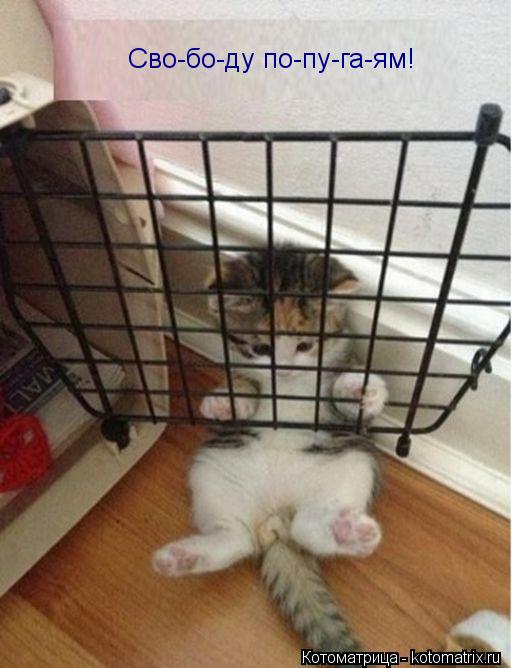Сво-бо-ду по-пу-га-ям!... Котоматрица: Сво-бо-ду по-пу-га-ям!