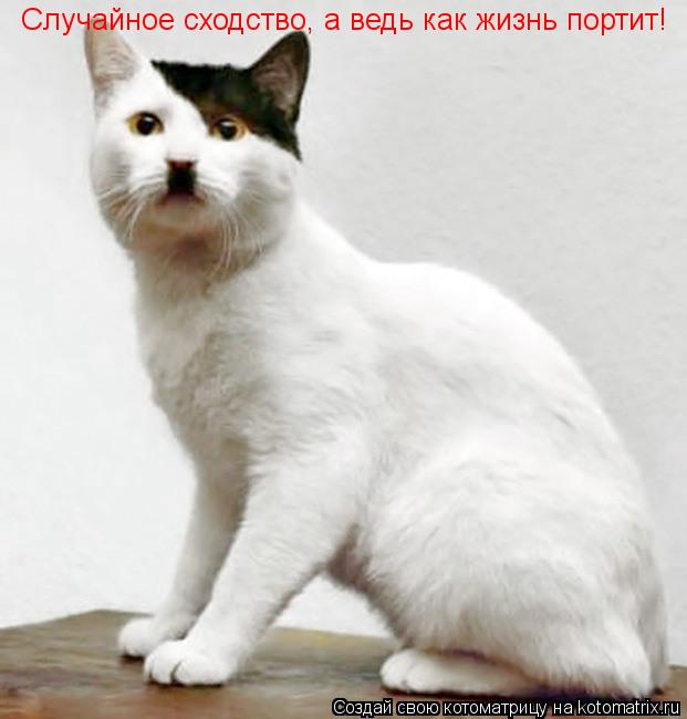 Случайное сходство, а ведь как жизнь портит!... Котоматрица: Случайное сходство, а ведь как жизнь портит!