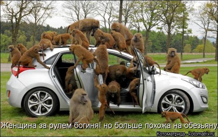 Женщина за рулем богиня! но больше похожа на обезьяну.... Котоматрица: Женщина за рулем богиня! но больше похожа на обезьяну.