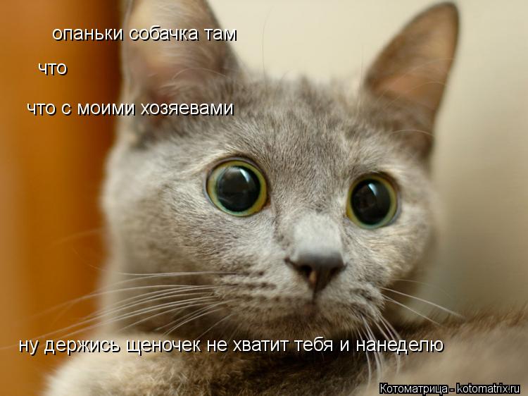 опаньки собачка там что что с моими хозяевами ну держись щеночек не хватит тебя и нанеделю... Котоматрица: опаньки собачка там что что с моими хозяевами ну держись щеночек не хватит тебя и нанеделю