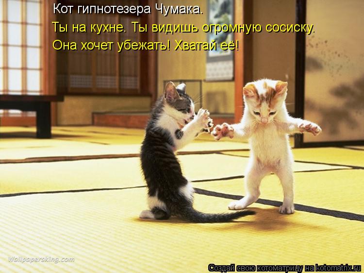 Ты на кухне. Ты видишь огромную сосиску. Она хочет убежать! Хватай её! Кот гипнотезера Чумака.... Котоматрица: Ты на кухне. Ты видишь огромную сосиску. Она хочет убежать! Хватай её! Кот гипнотезера Чумака.