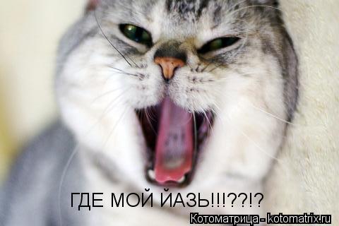 ГДЕ МОЙ ЙАЗЬ!!!??!?... Котоматрица: ГДЕ МОЙ ЙАЗЬ!!!??!?