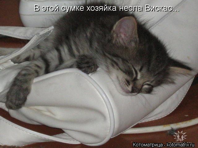 В этой сумке хозяйка несла Вискас...... Котоматрица: В этой сумке хозяйка несла Вискас...