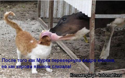 После того как Мурка перевернула ведро молока, ее как корова языком слизала!... Котоматрица: После того как Мурка перевернула ведро молока, ее как корова языком слизала!
