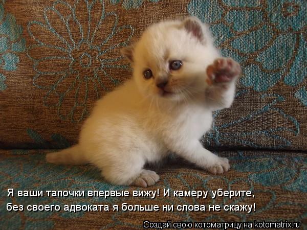 Я ваши тапочки впервые вижу! И камеру уберите, без своего адвоката я больше ни слова не скажу!... Котоматрица: Я ваши тапочки впервые вижу! И камеру уберите, без своего адвоката я больше ни слова не скажу!