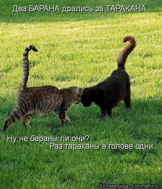 Два БАРАНА дрались за ТАРАКАНА Ну не бараны ли они? Раз тараканы в голове одни...... Котоматрица: Два БАРАНА дрались за ТАРАКАНА Ну не бараны ли они? Раз тараканы в голове одни...