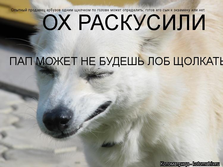 Опытный продавец арбузов одним щелчком по голове может определить, готов его сын к экзамену или нет. ... Котоматрица: Опытный продавец арбузов одним щелчком по голове может определить, готов его сын к экзамену или нет. ОХ РАСКУСИЛИ ПАП МОЖЕТ НЕ БУДЕШЬ ЛОБ