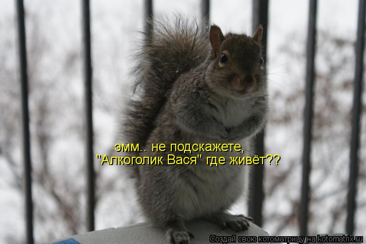 эмм.. не подскажете, "Алкоголик Вася" где живёт??... Котоматрица: эмм.. не подскажете, "Алкоголик Вася" где живёт??
