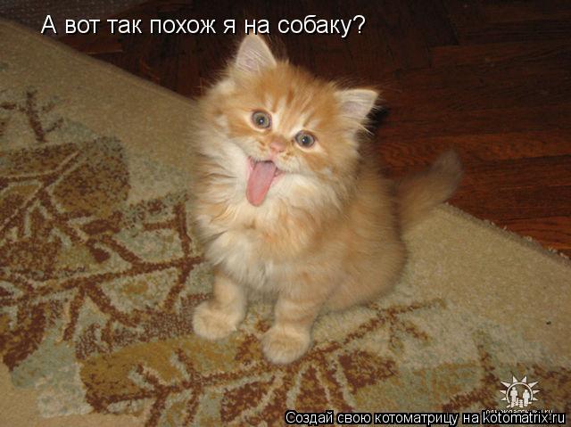 А вот так похож я на собаку?... Котоматрица: А вот так похож я на собаку?