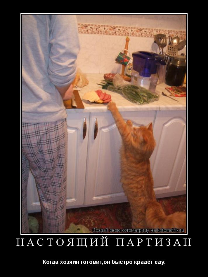 НАСТОЯЩИЙ ПАРТИЗАН Когда хозяин готовит,он быстро крадёт еду.... Котоматрица: НАСТОЯЩИЙ ПАРТИЗАН Когда хозяин готовит,он быстро крадёт еду.