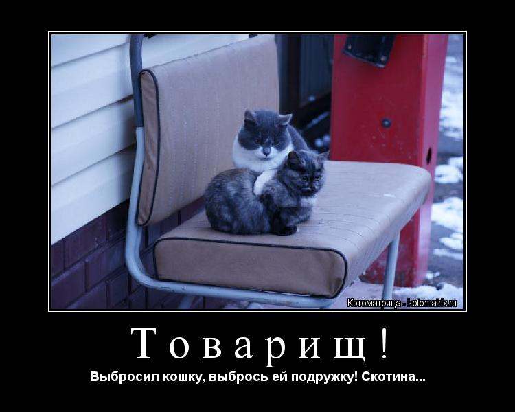 Товарищ! Выбросил кошку, выбрось ей подружку! Скотина...... Котоматрица: Товарищ! Выбросил кошку, выбрось ей подружку! Скотина...
