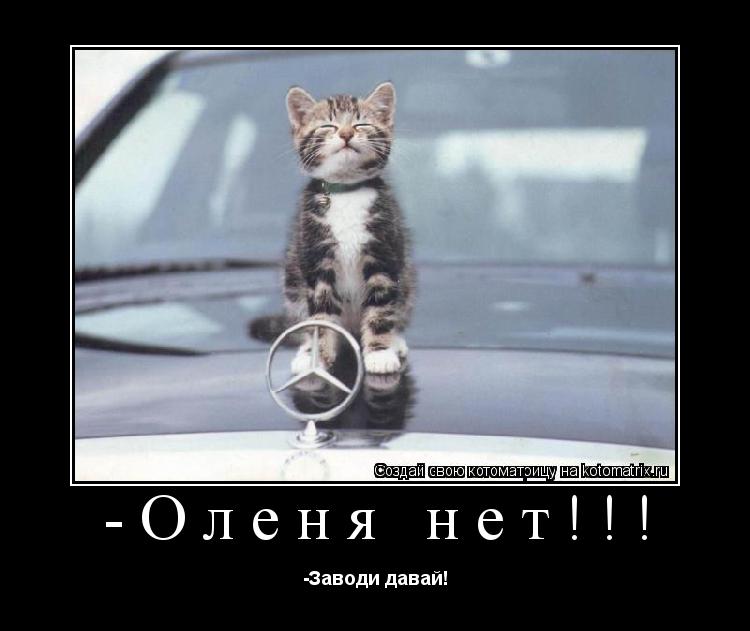 -Оленя нет!!! -Заводи давай!... Котоматрица: -Оленя нет!!! -Заводи давай!