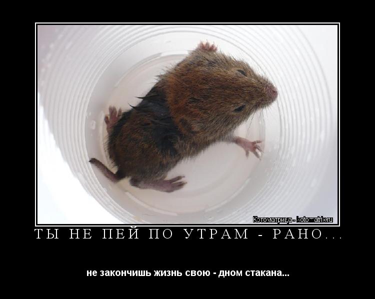 ТЫ НЕ ПЕЙ ПО УТРАМ - РАНО... не закончишь жизнь свою - дном стакана...... Котоматрица: ТЫ НЕ ПЕЙ ПО УТРАМ - РАНО... не закончишь жизнь свою - дном стакана...