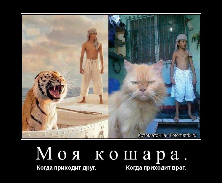 Моя кошара. Когда приходит друг. Когда приходит враг.... Котоматрица: Моя кошара. Когда приходит друг. Когда приходит враг.
