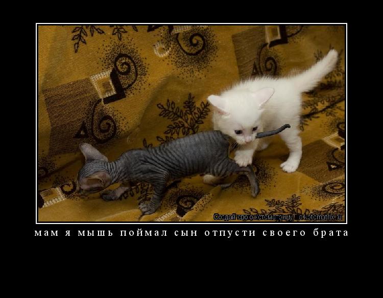 мам я мышь поймал сын отпусти своего брата ... Котоматрица: мам я мышь поймал сын отпусти своего брата