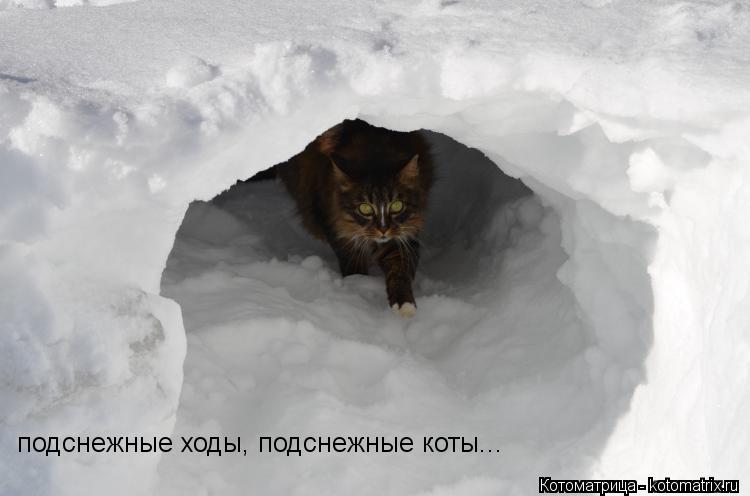 подснежные ходы, подснежные коты...... Котоматрица: подснежные ходы, подснежные коты...