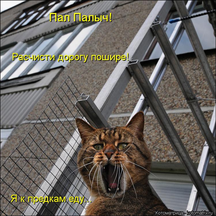 Пал Палыч! Расчисти дорогу пошире! Я к предкам еду...... Котоматрица: Пал Палыч! Расчисти дорогу пошире! Я к предкам еду...