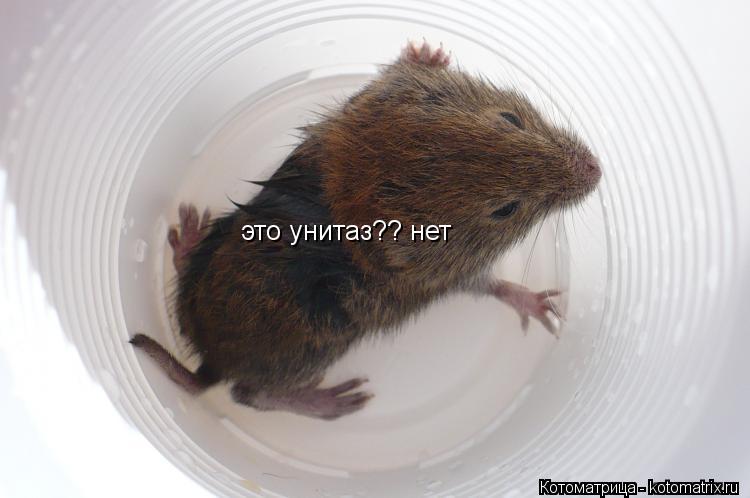 Котоматрица: это унитаз?? нет