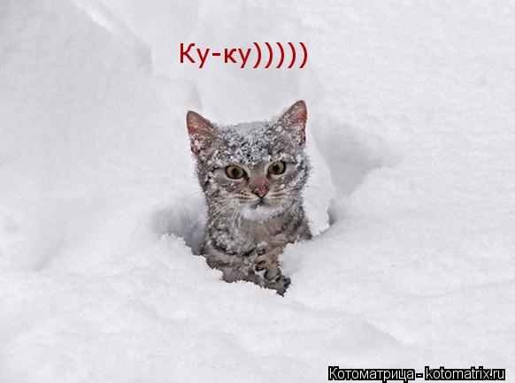 Ку-ку)))))... Котоматрица: Ку-ку)))))