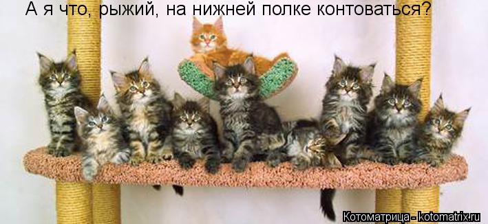 А я что, рыжий, на нижней полке контоваться?... Котоматрица: А я что, рыжий, на нижней полке контоваться?