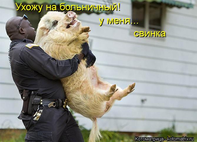 Ухожу на больничный! у меня... свинка... Котоматрица: Ухожу на больничный! у меня... свинка