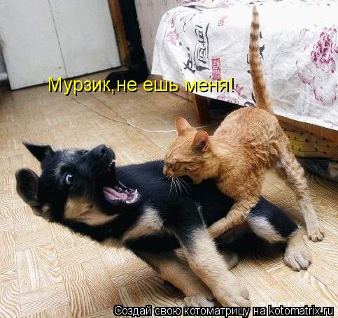Мурзик,не ешь меня!... Котоматрица: Мурзик,не ешь меня!