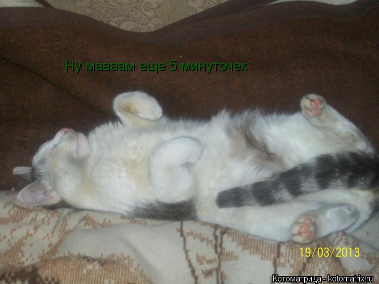 Ну маааам еще 5 минуточек... Котоматрица: Ну маааам еще 5 минуточек