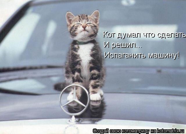 Котоматрица: Кот думал что сделать.. И решил... Испаганить машину!