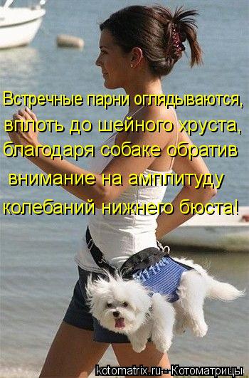 Котоматрица: Встречные парни оглядываются,  вплоть до шейного хруста,  благодаря собаке обратив  внимание на амплитуду  колебаний нижнего бюста!