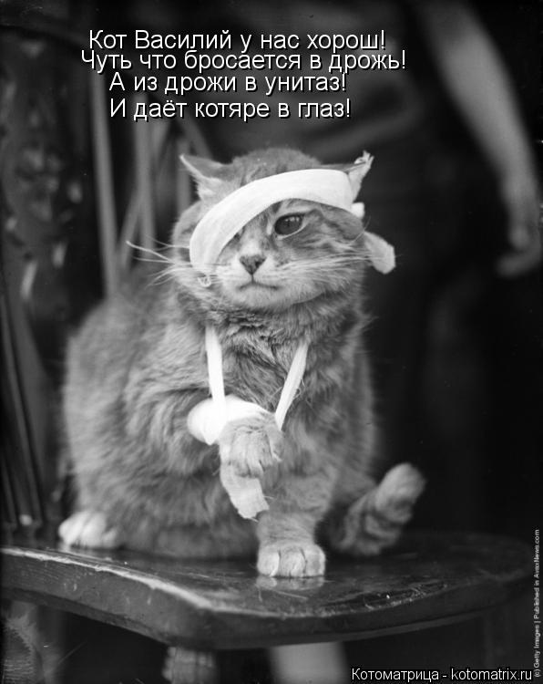 Кот Василий у нас хорош! А из дрожи в унитаз! Чуть что бросается в дрожь! И даёт котяре в глаз!... Котоматрица: Кот Василий у нас хорош! А из дрожи в унитаз! Чуть что бросается в дрожь! И даёт котяре в глаз!