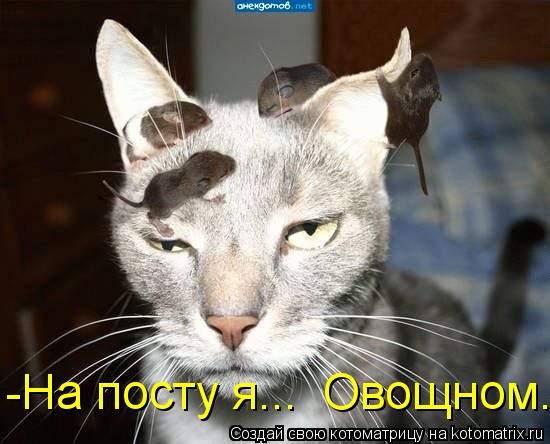 -На посту я... Овощном.... Котоматрица: -На посту я... Овощном.