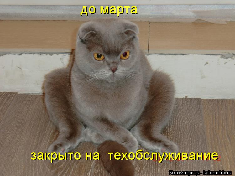 закрыто на техобслуживание до марта... Котоматрица: закрыто на техобслуживание до марта