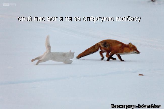 Котоматрица: cтой лис вот я тя за спёртуюю колбасу