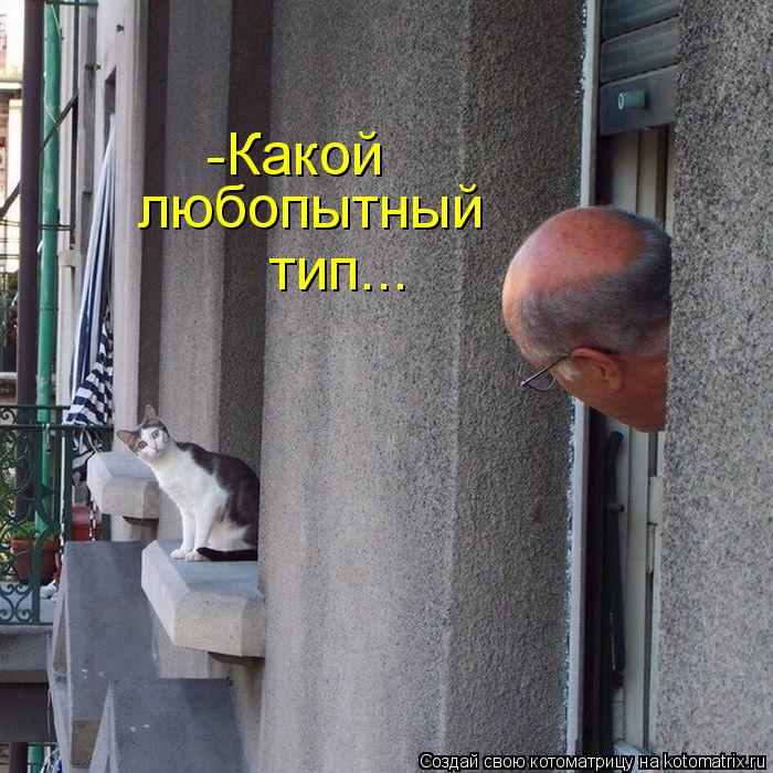 любопытный -Какой тип...... Котоматрица: любопытный -Какой тип...
