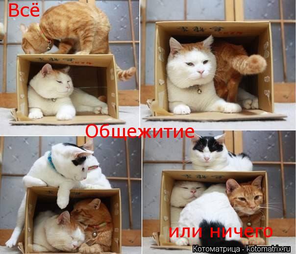 Общежитие Всё или ничего... Котоматрица: Общежитие Всё или ничего
