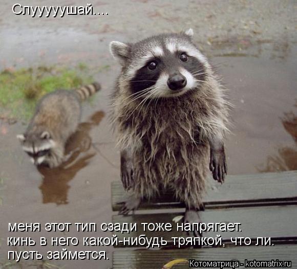 Слууууушай.... меня этот тип сзади тоже напрягает. кинь в него какой-нибудь тряпкой, что ли. пусть за... Котоматрица: Слууууушай.... меня этот тип сзади тоже напрягает. кинь в него какой-нибудь тряпкой, что ли. пусть займется.