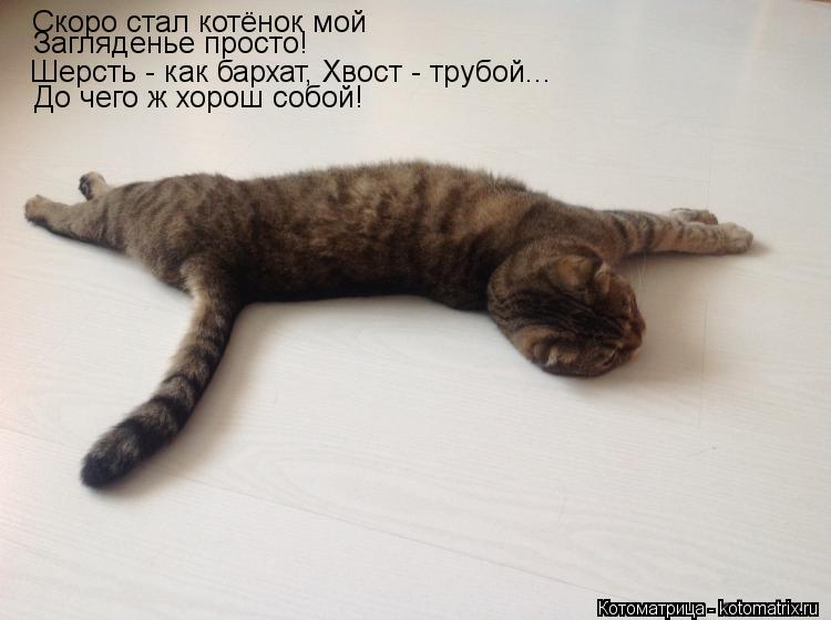 Скоро стал котёнок мой Шерсть - как бархат, Хвост - трубой... До чего ж хорош собой! Загляденье прост... Котоматрица: Скоро стал котёнок мой Шерсть - как бархат, Хвост - трубой... До чего ж хорош собой! Загляденье просто!