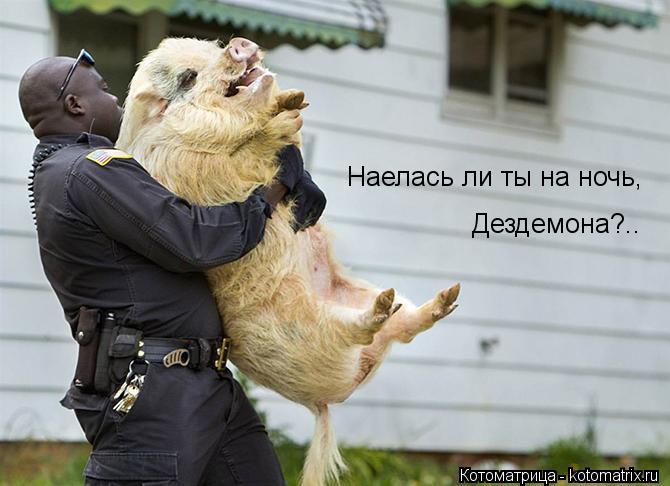 Наелась ли ты на ночь, Дездемона?..... Котоматрица: Наелась ли ты на ночь, Дездемона?..